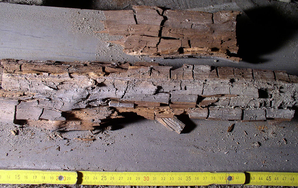 Wood decay caused by the brown rot fungus